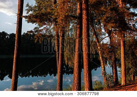 Pines On The Lake At Sunset. Beautiful View Of The Biale Lake, Poland In Hot Summer