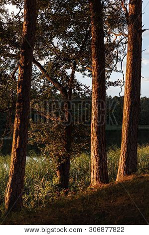 Pines On The Lake At Sunset. Beautiful View Of The Biale Lake, Poland In Hot Summer