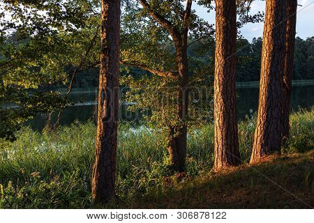 Pines On The Lake At Sunset. Beautiful View Of The Biale Lake, Poland In Hot Summer