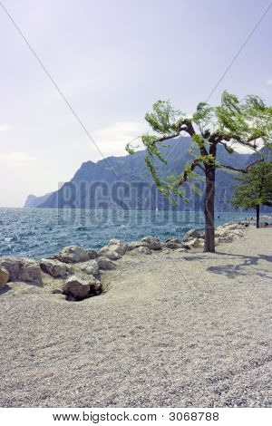 Tree On Rocky Beach