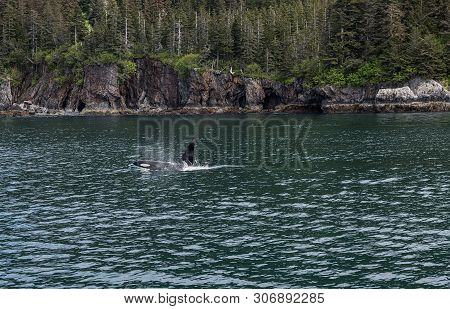 An Orca Killer Whale Surfaces In Kenai Fjords National Park Near Seward Alaska.