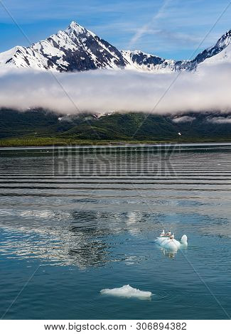 Seagulls  On Ice Float Amongst The Beauty Of Kenai Fjords National Park Near Seward Alaska.