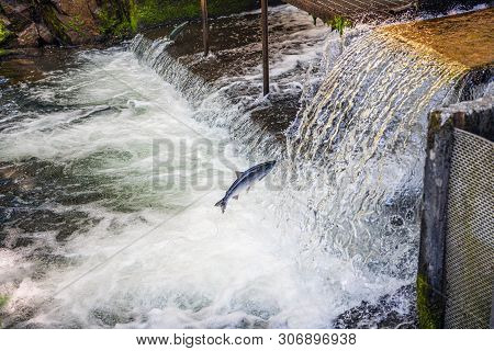 Salmon Jumping And Swimming Upstream To Spawn In Bear Creek Near Seward Alaska.