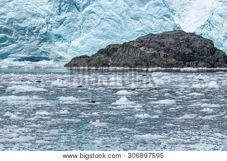 Broken Ice And Resting Seals Off The Aialik Glacier In Kenai Fjords National Park In Alaska.