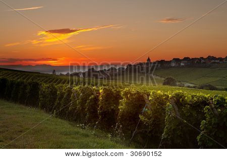 Sommer morgen solopgang i regionen franske vingård i Alsace
