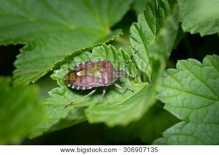 Closeup Of An Adult Sloe Bug (dolycoris Baccarum, Pentatomidae) Sitting On A Green Leaf