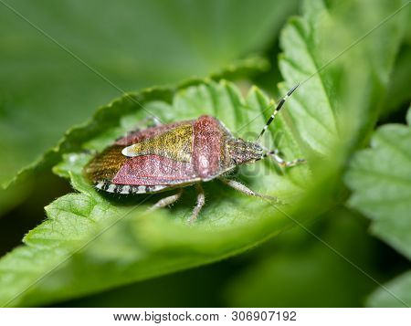 Closeup Of An Adult Sloe Bug (dolycoris Baccarum, Pentatomidae) Sitting On A Green Leaf