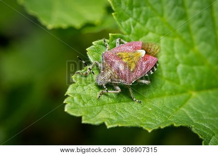 Closeup Of An Adult Sloe Bug (dolycoris Baccarum, Pentatomidae) Sitting On A Green Leaf