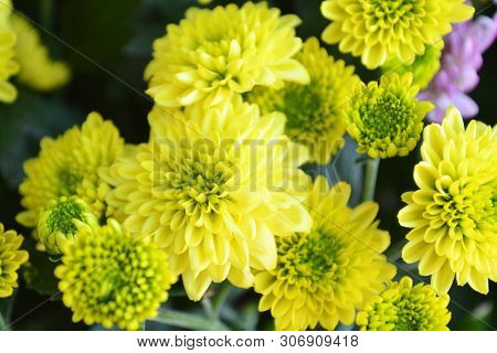 Blossom Of Yellow Chrysanthemum Flowers ( Chrysanthemum Coronarium )