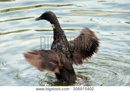 Duck family.Duck and ducklings on the pond. Eastern Europe
