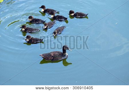 Duck family.Duck and ducklings on the pond. Eastern Europe