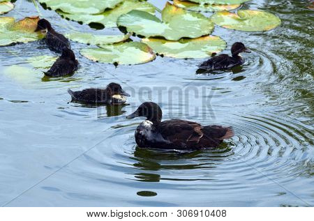 Duck family.Duck and ducklings on the pond. Eastern Europe