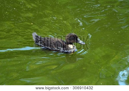 Duck family.Duck and ducklings on the pond. Eastern Europe