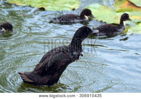 Duck family.Duck and ducklings on the pond. Eastern Europe