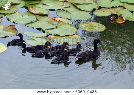 Duck family.Duck and ducklings on the pond. Eastern Europe