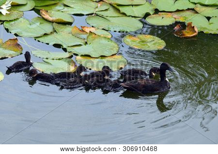 Duck family.Duck and ducklings on the pond. Eastern Europe