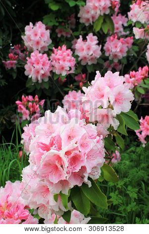 Beautiful Spring Blooming Pink Rhododendron Flowers Vertical Nature Background