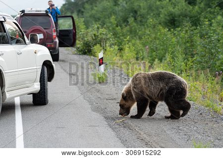 Young Wild Hungry And Terrible Kamchatka Brown Bear (ursus Arctos Piscator) Walking On Road And Begs