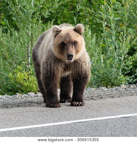 Hungry Brown Bear (ursus Arctos Piscator) Standing On Roadside Of Asphalt Road, Heavily Breathing, S