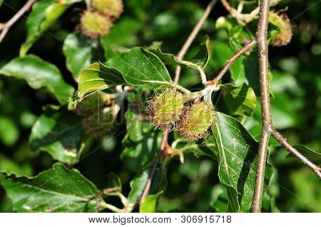 Nut Cupules Of Female Flowers Of Fagus Sylvatica, The European Beech Tree