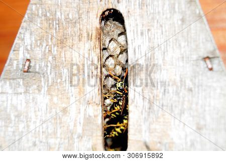 Female Of Polistes Dominula, The European Paper Wasp, With Black Feeding Instruments, At Entrance Of