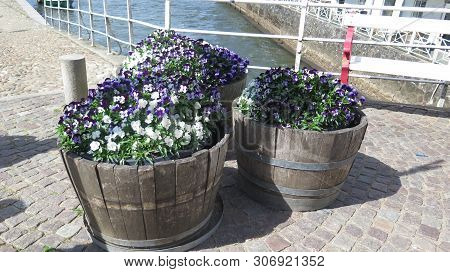 Three Wooden Tubs With Bloe Anf White Pansies On Quay Above Lock In Ribe, Denmark