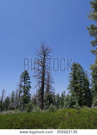 Rows Of Pine And Spurce Trees Recovering From A Previous Forest Fire In Utah.