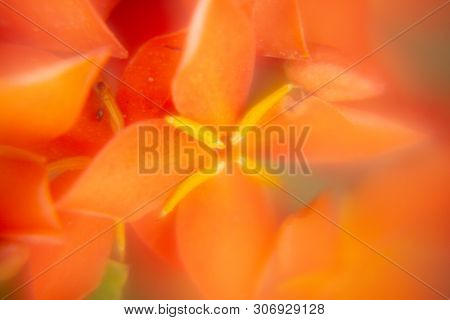 Macro. Red Ixora Flower (spike Flower Or Ixora Coccinea Flower) Are Blooming With Natural Background