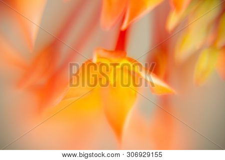 Macro. Red Ixora Flower (spike Flower Or Ixora Coccinea Flower) Are Blooming With Natural Background