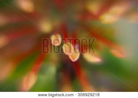Macro. Buds Of Red Ixora Flower (spike Flower Or Ixora Coccinea Flower) With Natural Background So B
