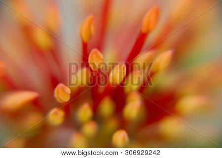 Macro. Buds Of Red Ixora Flower (spike Flower Or Ixora Coccinea Flower) With Natural Background So B