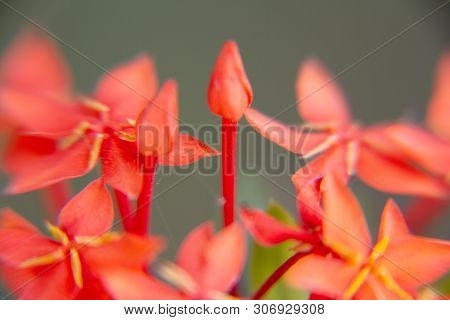 Macro. Stalk Of Red Ixora Flower (spike Flower Or Ixora Coccinea Flower) Are Blooming With Natural B
