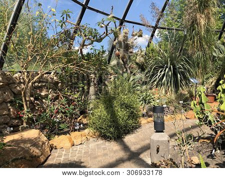 Tropenhaus, Trockengebiete - Botanical Garden Zurich Or Botanischer Garten Zuerich, Switzerland