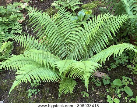 Dryopteris Affinis, Scaly Male Fern Or Golden-scaled Male Fern - Botanical Garden Zurich Or Botanisc