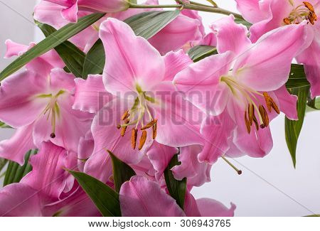 Close-up Of Pink Liles Flowers.  Common Names For Species In This Genus Include Fairy Lily Rainflowe