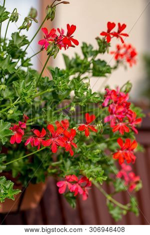 Red Geranium ( Pelargonium) Flowers Blooming In A Garden