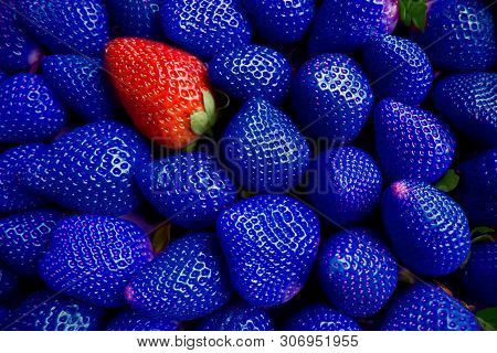 Genetically Modified Foods Gmo One Red Strawberry Among Many Blue Strawberries.many Blue Strawberrie