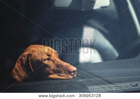 Dreary Dog Left Alone In Locked Car. Abandoned Animal Concept.