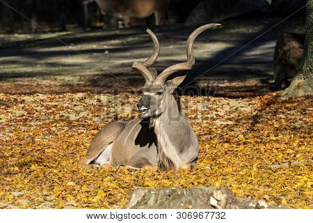 Indian Blackbuck, Antelope Cervicapra Or Indian Antelope. The Blackbuck Inhabits Grassy Plains And S