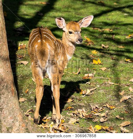 The Nyala, Tragelaphus Angasii Is A Spiral-horned Antelope Native To Southern Africa. It Is A Specie