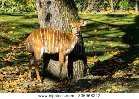 The Nyala, Tragelaphus Angasii Is A Spiral-horned Antelope Native To Southern Africa. It Is A Specie