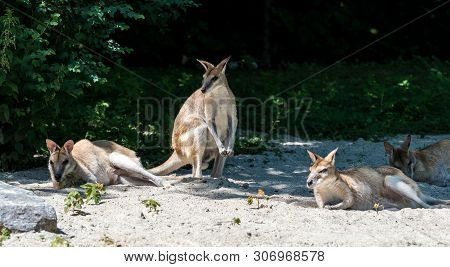 The Agile Wallaby, Macropus Agilis Also Known As The Sandy Wallaby Is A Species Of Wallaby Found In 