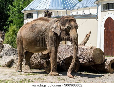 The Asian Elephant, Elephas Maximus Also Called Asiatic Elephant, Is The Only Living Species Of The 