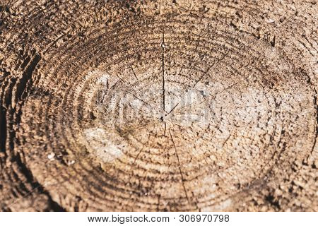 Tree Texture Slice Annual Ring Circle Woodtree Texture Slice Annual Ring Circle Wood