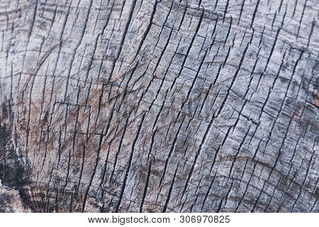 Tree Texture Slice Annual Ring Circle Woodtree Texture Slice Annual Ring Circle Wood