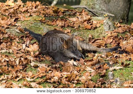 Swamp Wallaby, Wallabia Bicolor, Is One Of The Smaller Kangaroos. This Wallaby Is Also Commonly Know