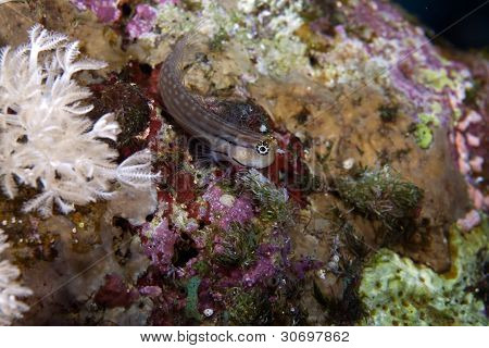 dentex Blenny (escenius dentex)