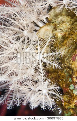 gefiederten Xenid (Anthelia Glauca)