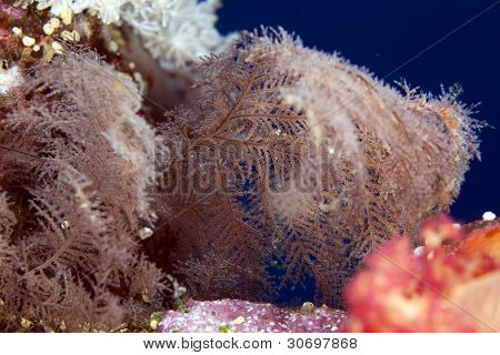 Hydroid (sertularia sp.A)