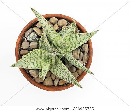 Aloe `Delta Lights` Plants In Clay Pot with Stones Isolated on White